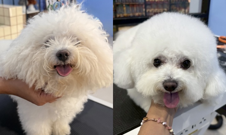 Grooming อาบน้ำ-ตัดขน