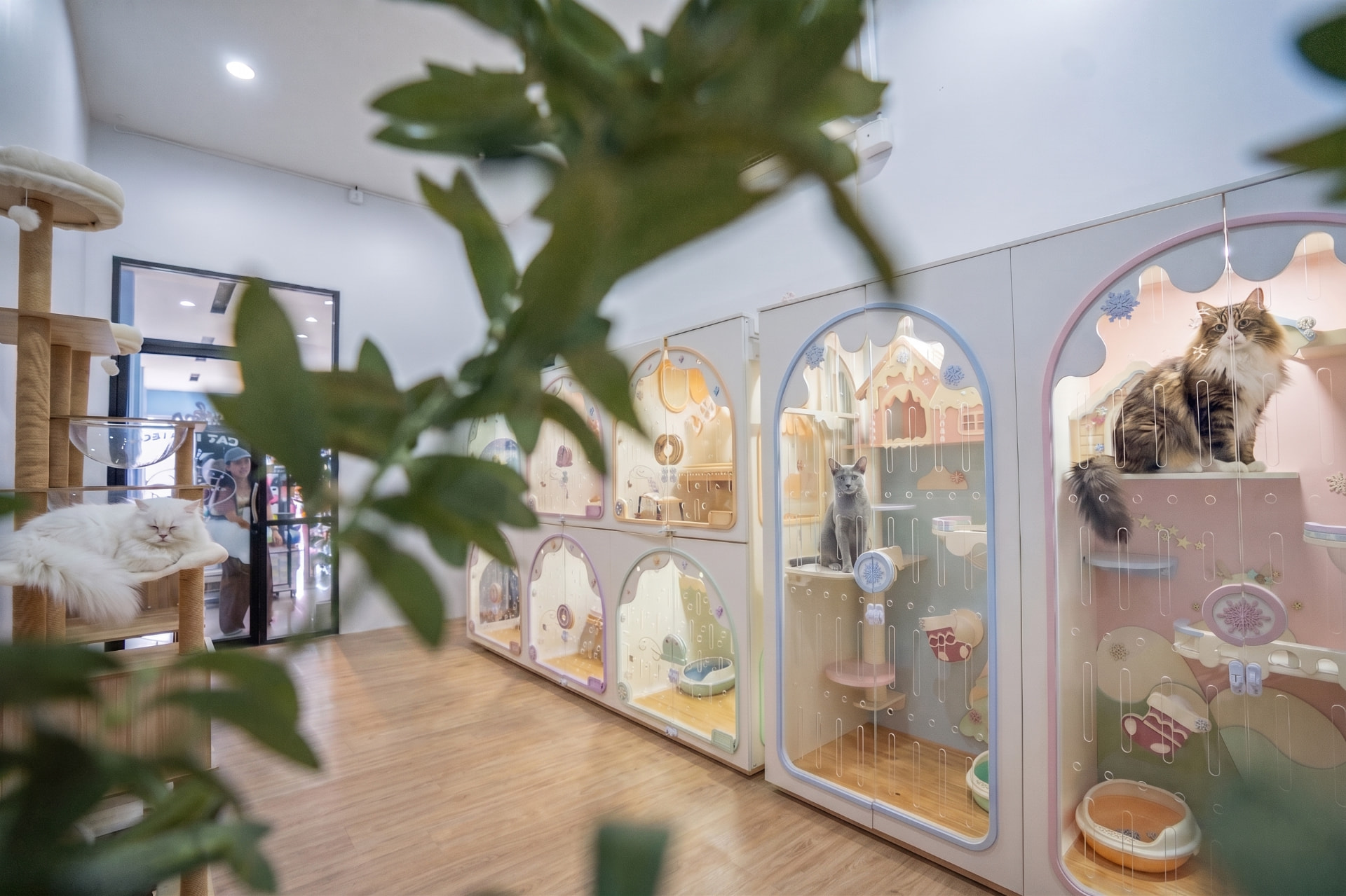 Cat Hotel โรงแรมแมว