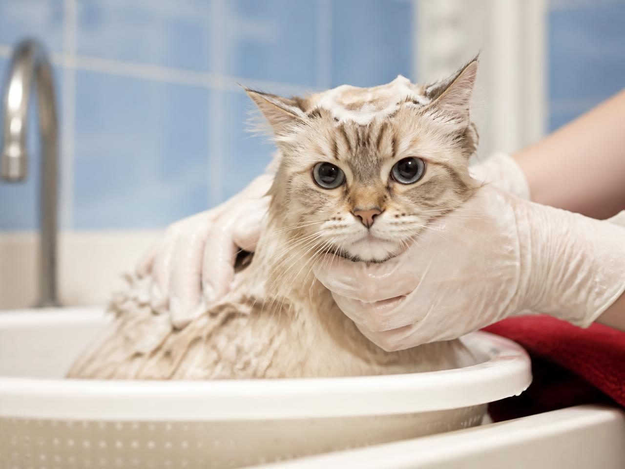 Grooming อาบน้ำ-ตัดขน